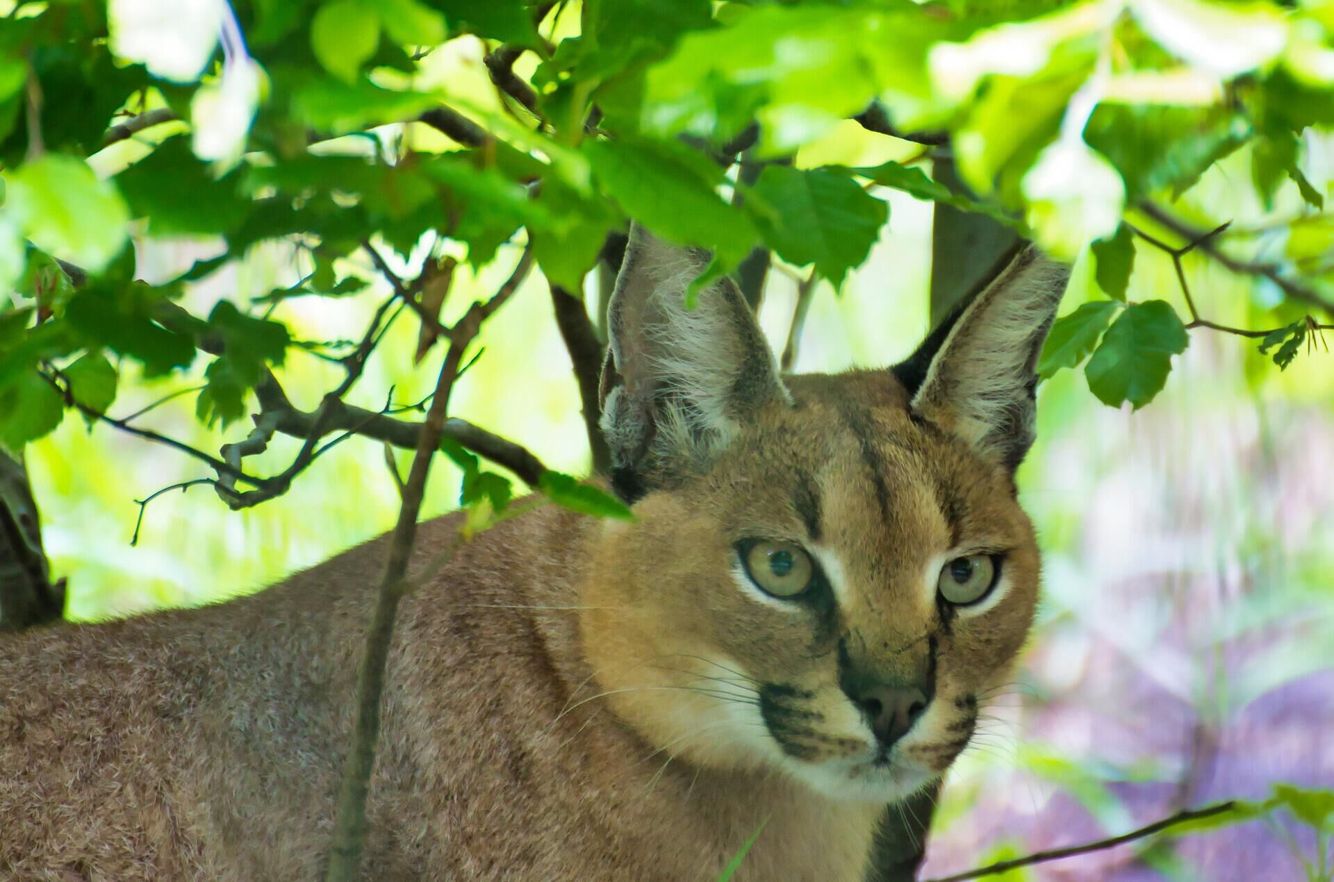 Каракал Каракал - РИА Новости, 1920, 08.12.2020